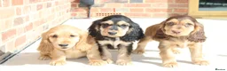 Cocker Spaniel dogs for sale: Kennel Club Registered Show Type Cocker puppies - Advert 16