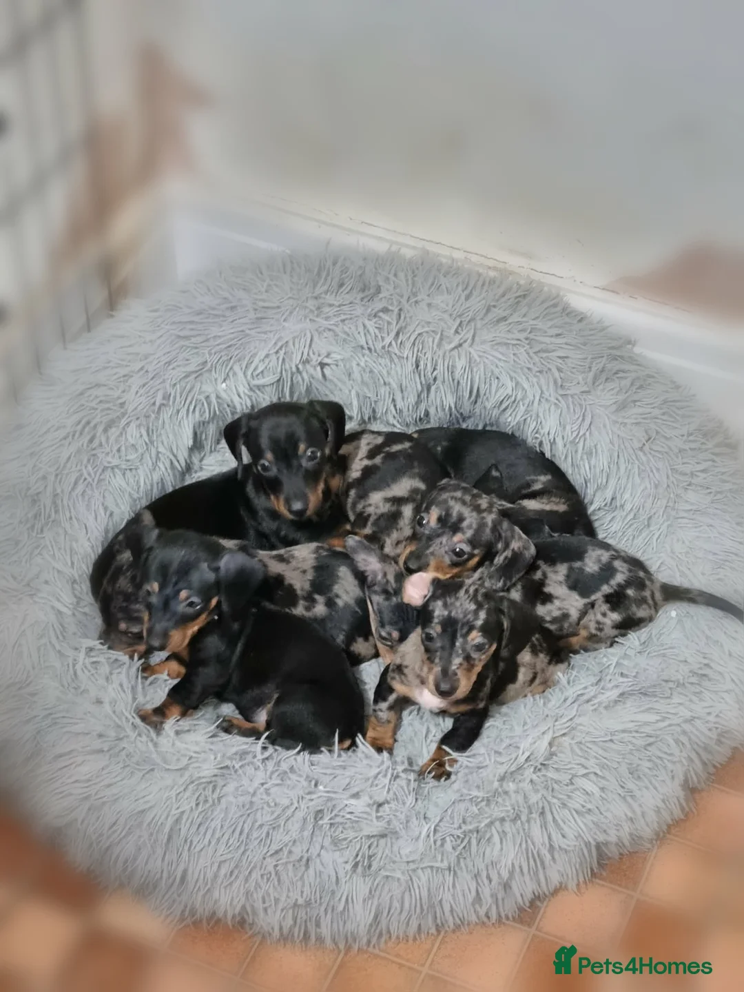Miniature Dachshund dogs for sale: Miniature dachshund puppies  - Advert 1