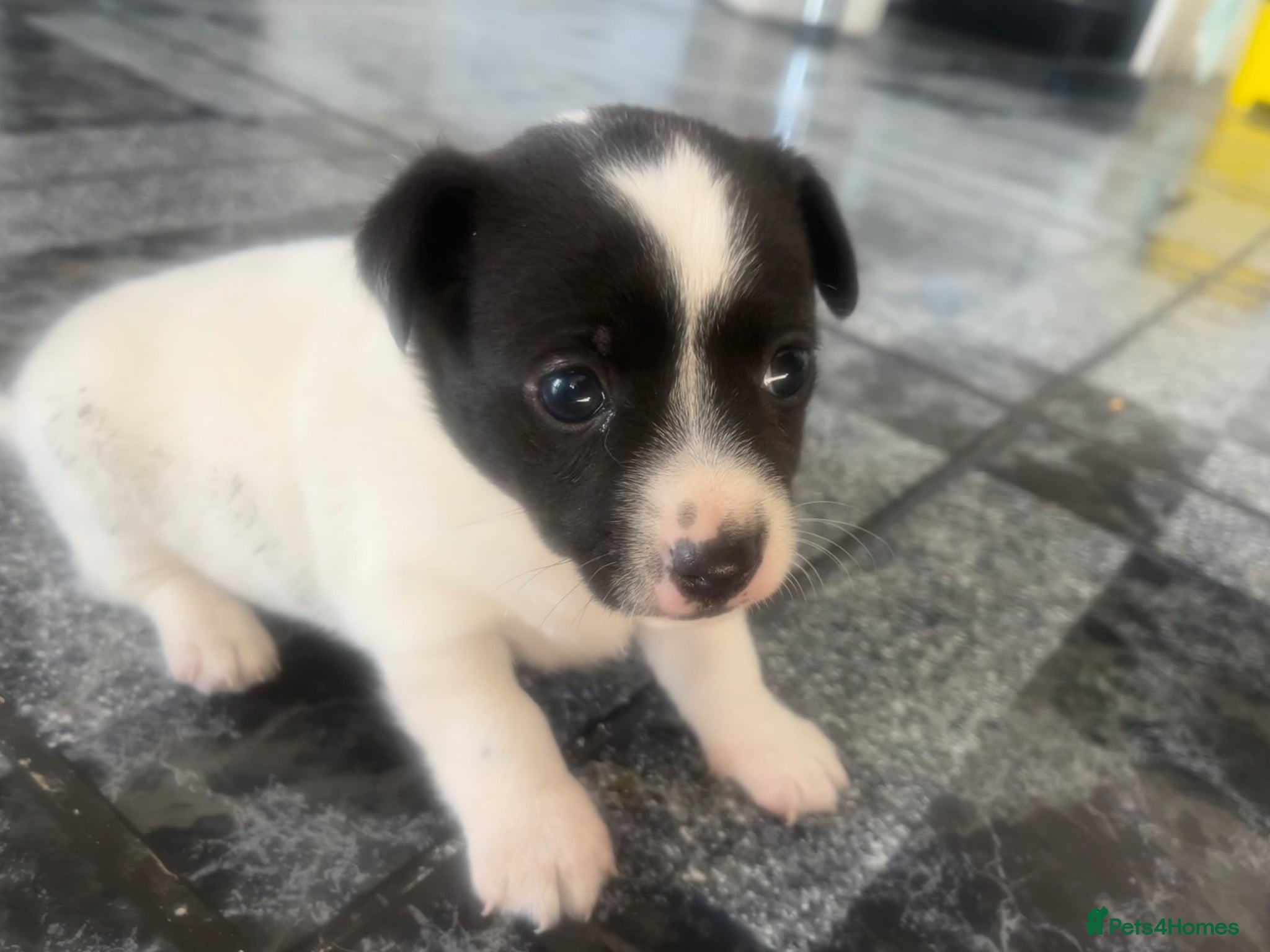 Jack Russell dogs 2 boy jack Russel  - Advert 12