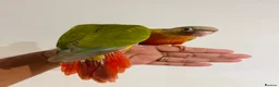Conures birds for sale: Conure for sale - hand reared babies  in Milton Keynes - Advert 3