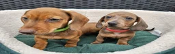 Dachshund dogs for sale: Super sweet Dachshund puppies - Advert 3