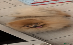 Pomeranian dogs for sale: Male Pomeranian  - Image 1