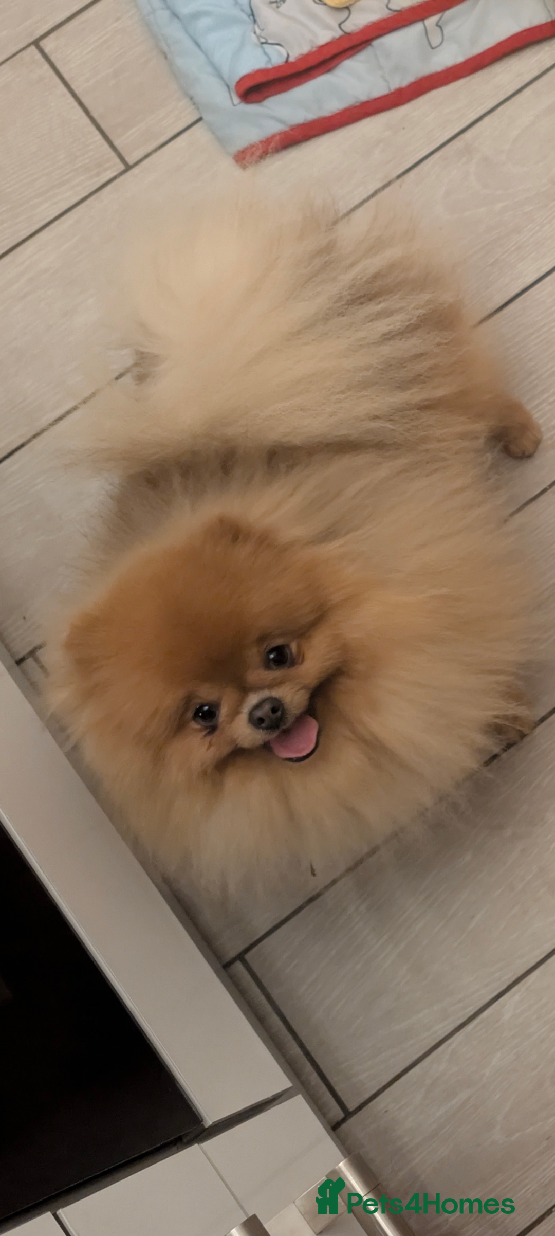 Pomeranian dogs for sale: Male Pomeranian  - Image 1