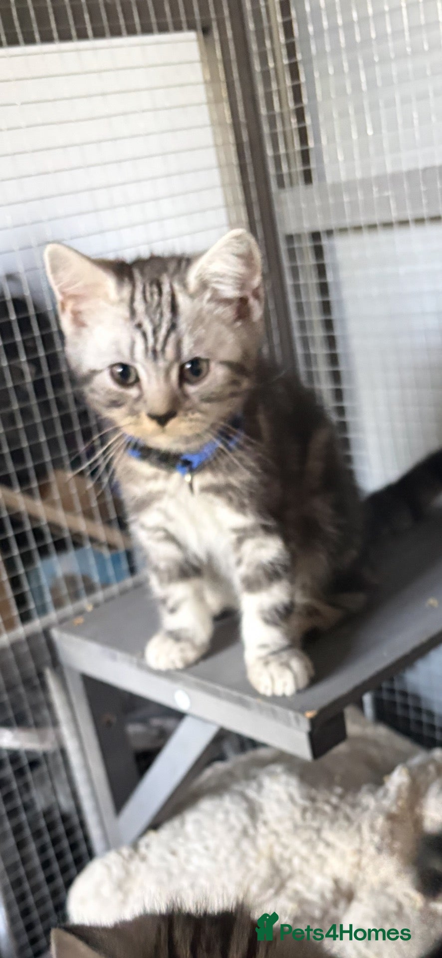 British Shorthair cats Beautiful pedigree BSH silver and black tabbies - Advert 1