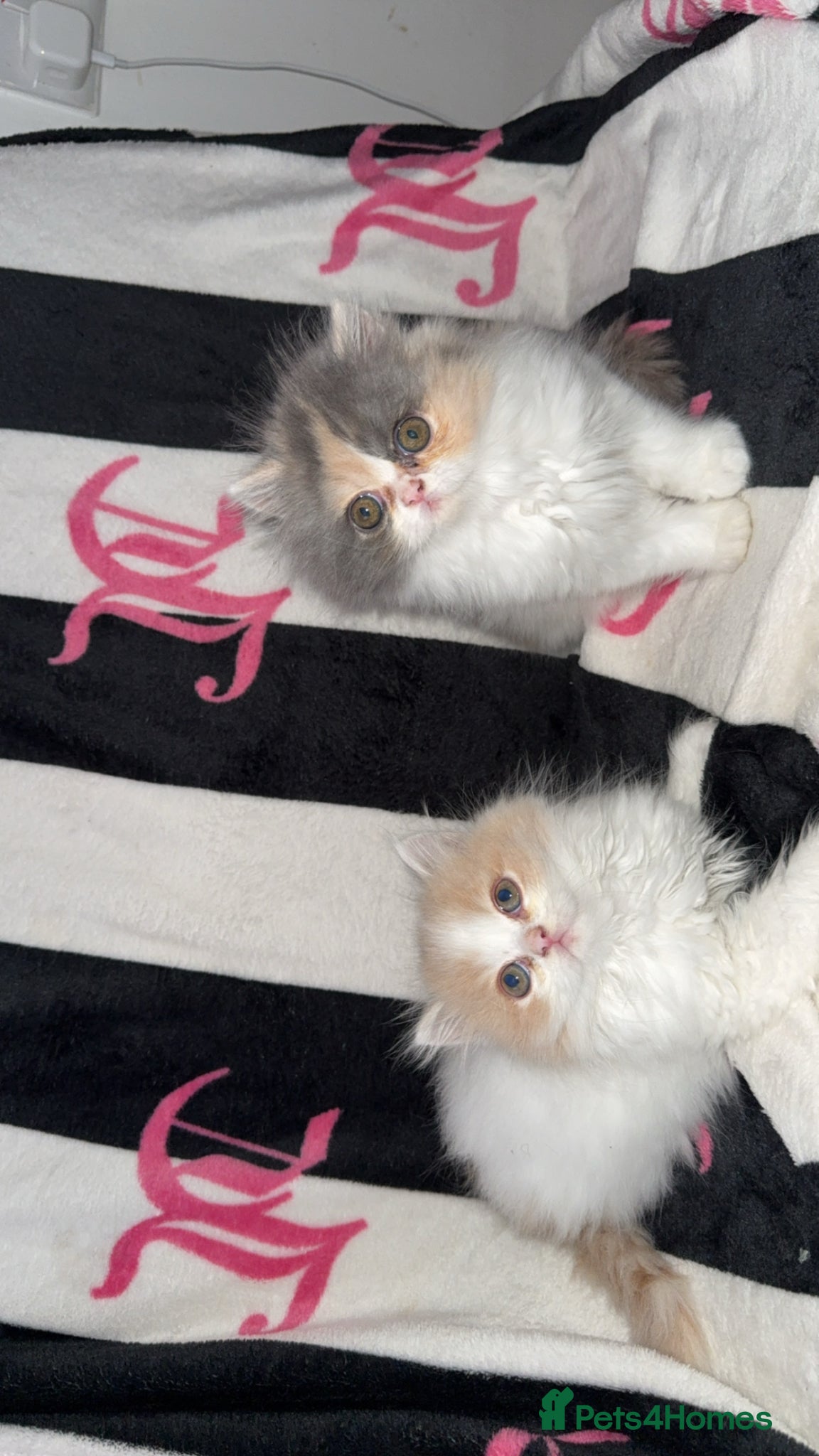 Persian cats Beautiful Persian kittens  - Advert 2