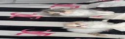 Persian cats for sale: Beautiful Persian kittens  - Advert 1