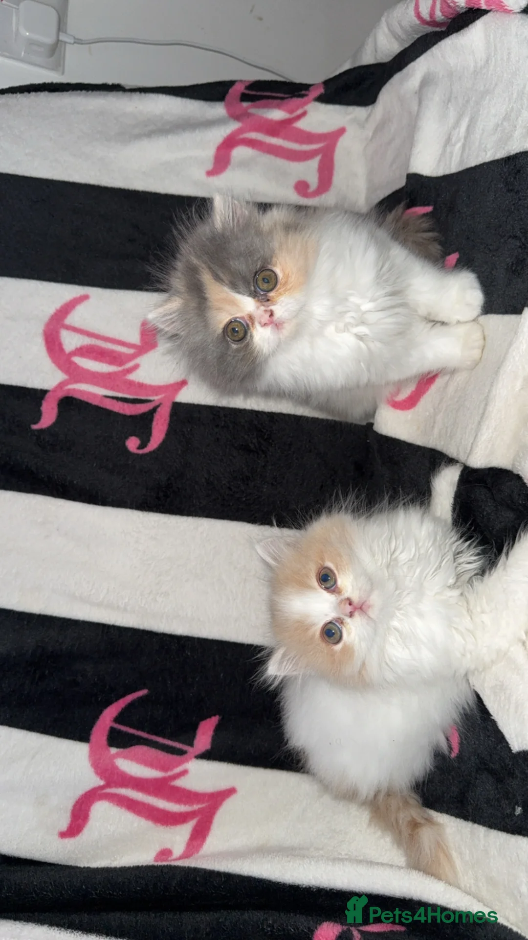Persian cats for sale: Beautiful Persian kittens  - Advert 1