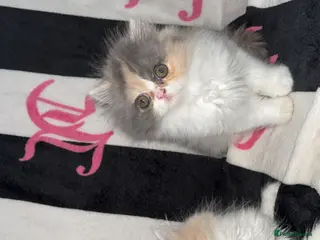Persian cats Mother’s Day Persian kittens ready to leave now - Advert 3