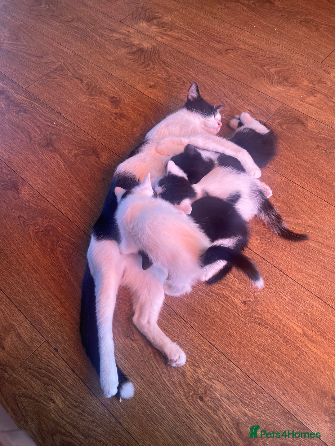 Domestic Shorthair cats for sale: Lola - 8 Weeks Old – Ready Now - Image 8