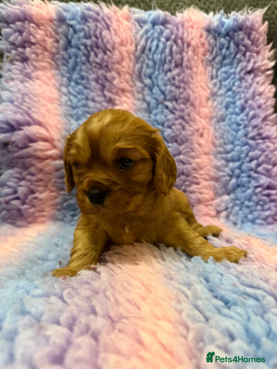 Cavalier King Charles Spaniel dogs for sale: Cavalier King Charles Spaniel Health Tested Parent - Advert 1