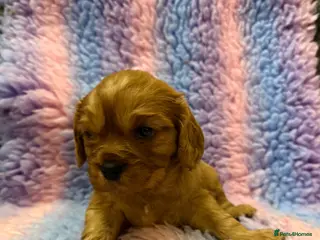 Cavalier King Charles Spaniel dogs Cavalier King Charles Spaniel Health Tested Parent - Advert 2