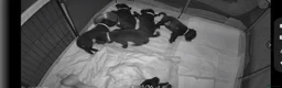 Labrador Retriever dogs for sale: Amazing Labrador Puppies for sale - Advert 13