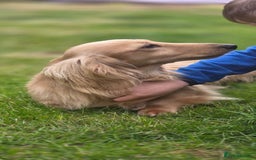 Miniature Dachshund dogs for stud: Kc reg miniature dachshunds for stud  - Image 12