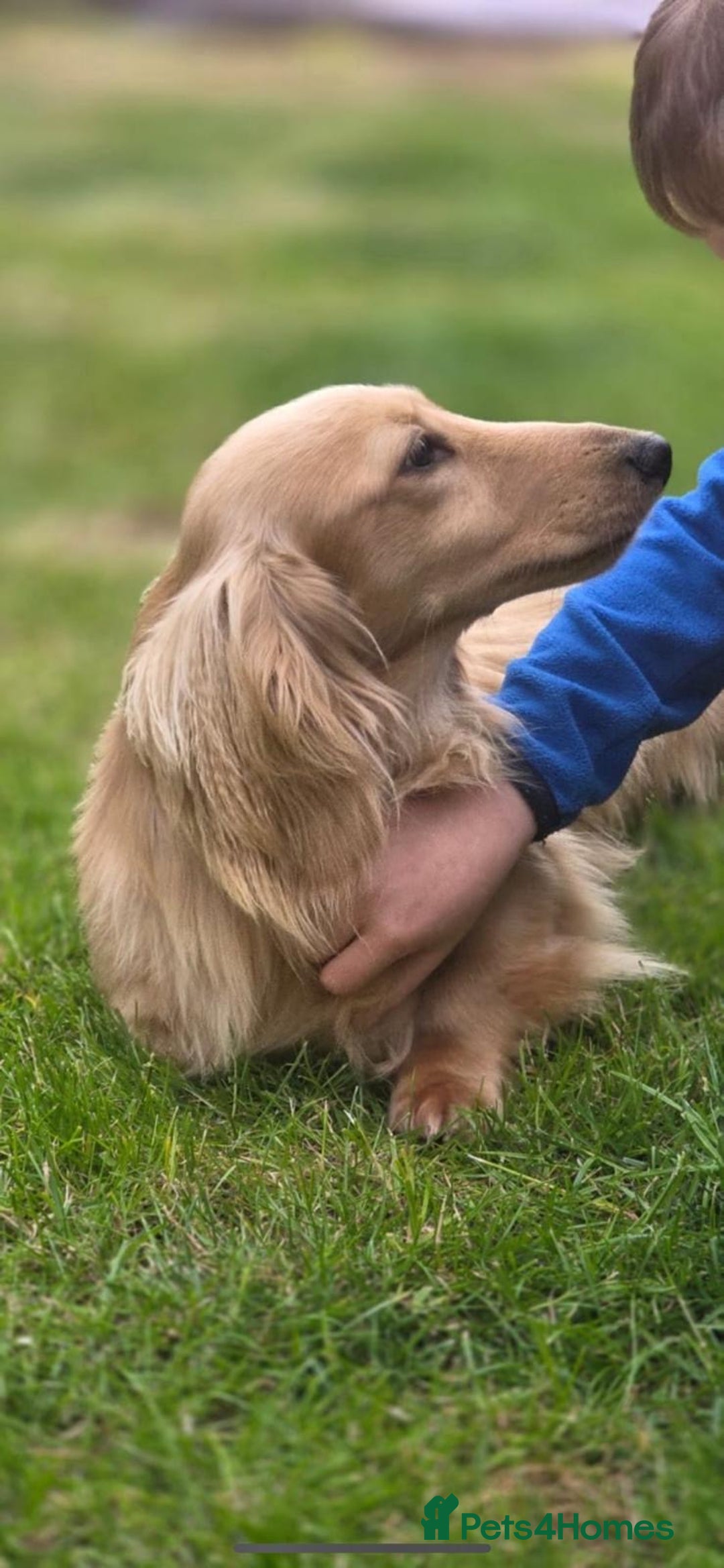 Miniature Dachshund dogs for stud: Kc reg miniature dachshunds for stud  - Image 12