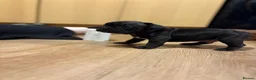 French Bulldog dogs for sale: French bulldogs puppy’s  in Lincoln - Advert 13