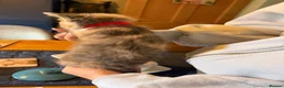 Mixed Breed cats for sale: A litter of beautiful kittens. - Advert 4