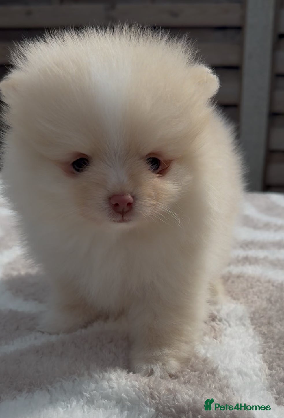 Pomeranian dogs The Tiniest KC Reg Bear-Faced Pomeranian Puppies - Advert 1