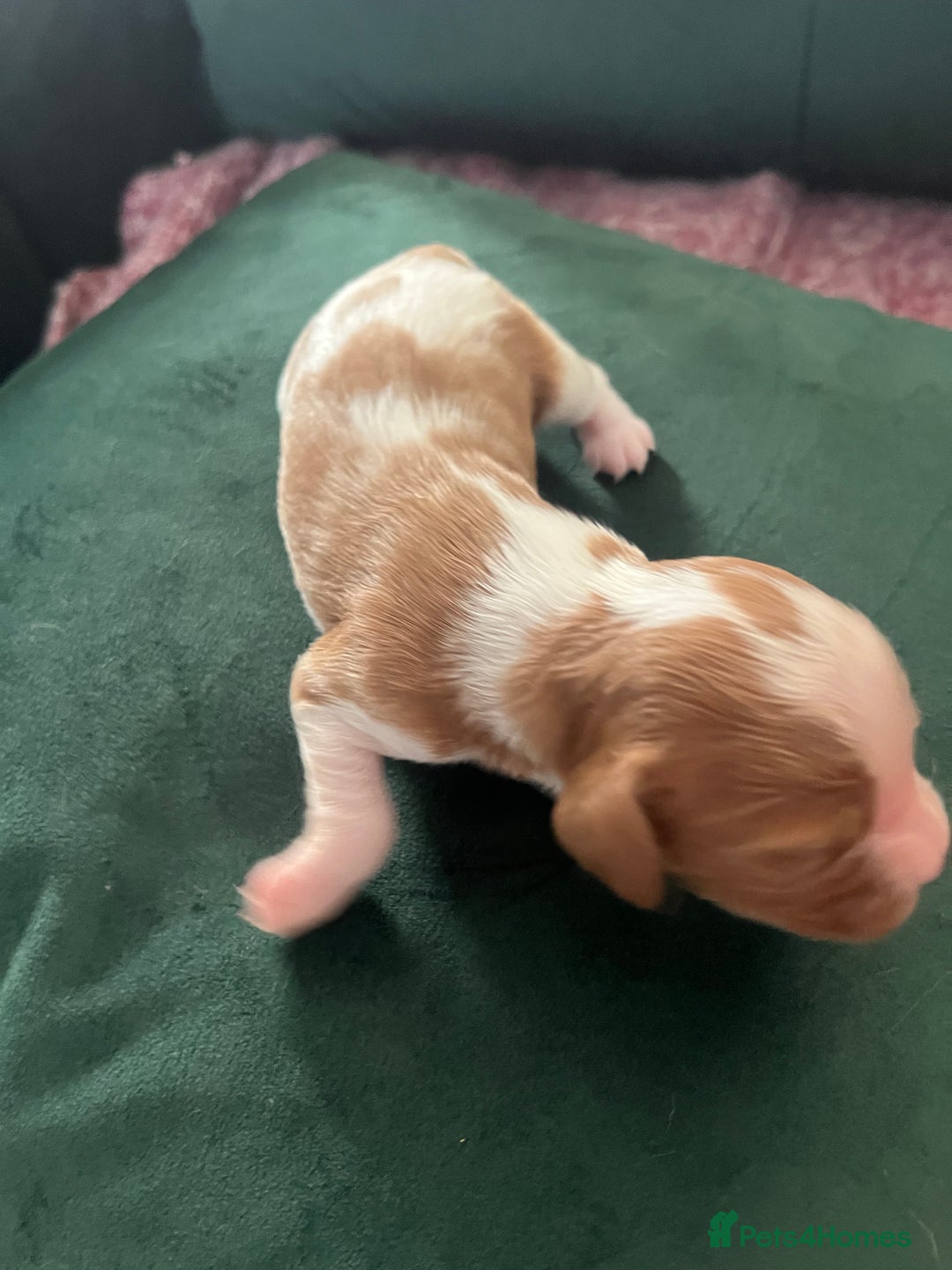 Cavalier King Charles Spaniel dogs for sale: Beautiful KC Registered Cavalier King Charles Pups - Advert 19