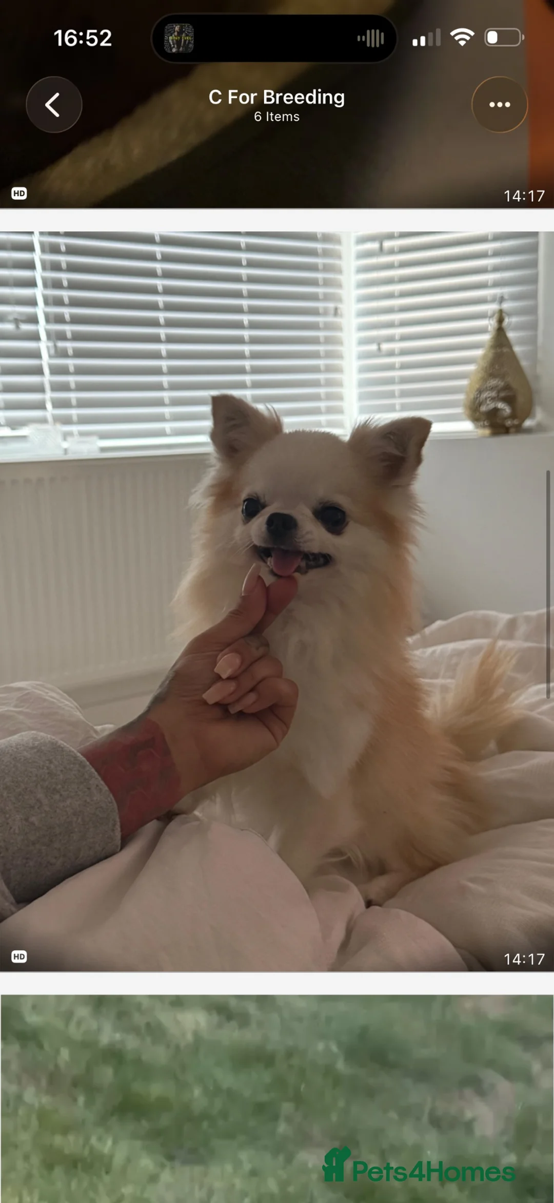 Chihuahua dogs for sale: Four adorable boys- ready soon in Canterbury - Advert 2