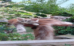 Maine Coon cats for sale: Adorable Kitten Looking for a Forever Home! 🏡 - Image 5