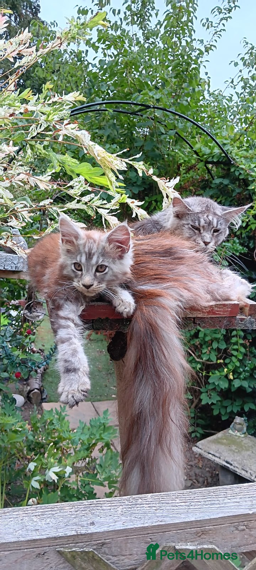 Maine Coon cats for sale: Adorable Kitten Looking for a Forever Home! 🏡 - Image 5