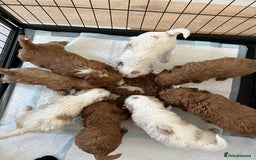 Mixed Breed dogs for sale: cavapoo pups - Image 9