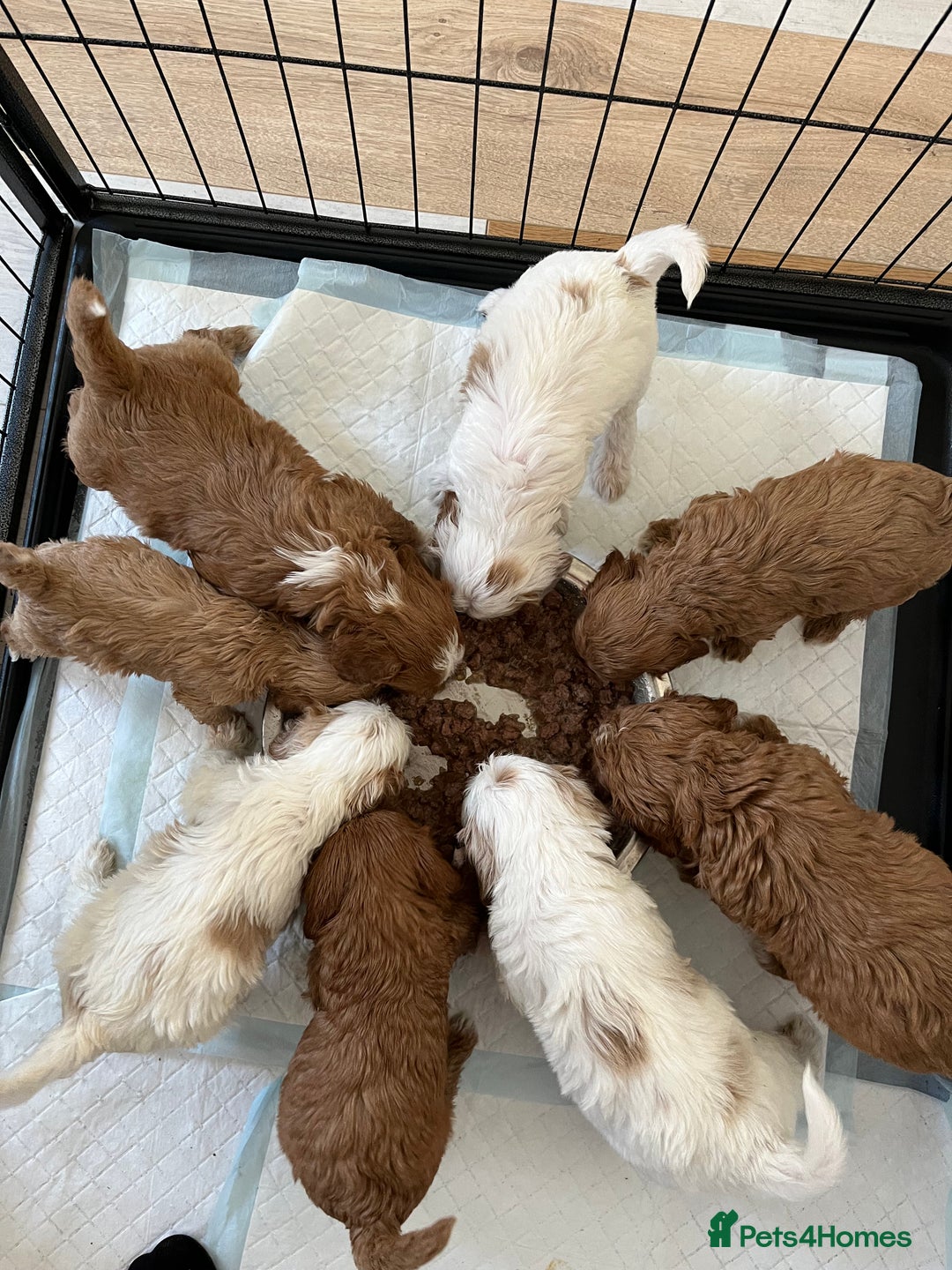 Mixed Breed dogs for sale: cavapoo pups - Image 9