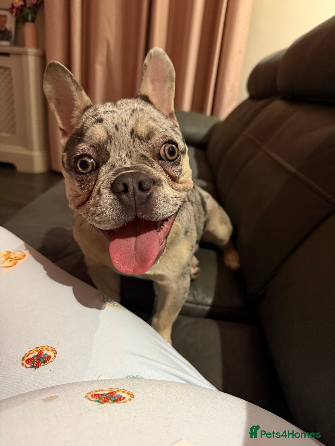 French Bulldog dogs for sale: 9 month old male frenchie - Image 3