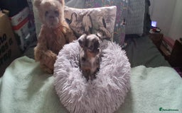 Chihuahua dogs for sale: Stunning Babies looking for forever 5* homes - Image 14