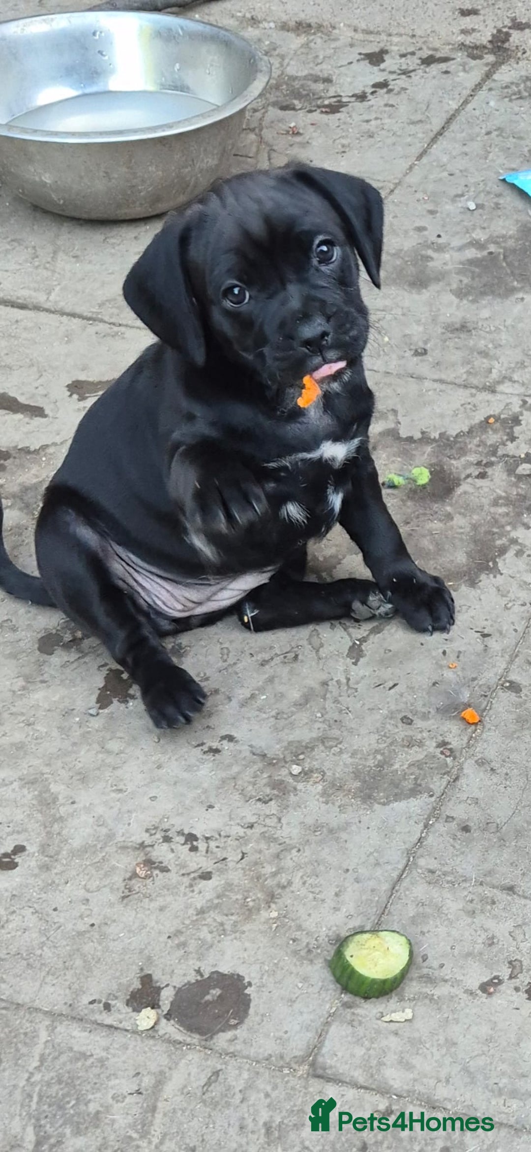 Mixed Breed dogs for sale: Adorable pug puppies  - Image 6