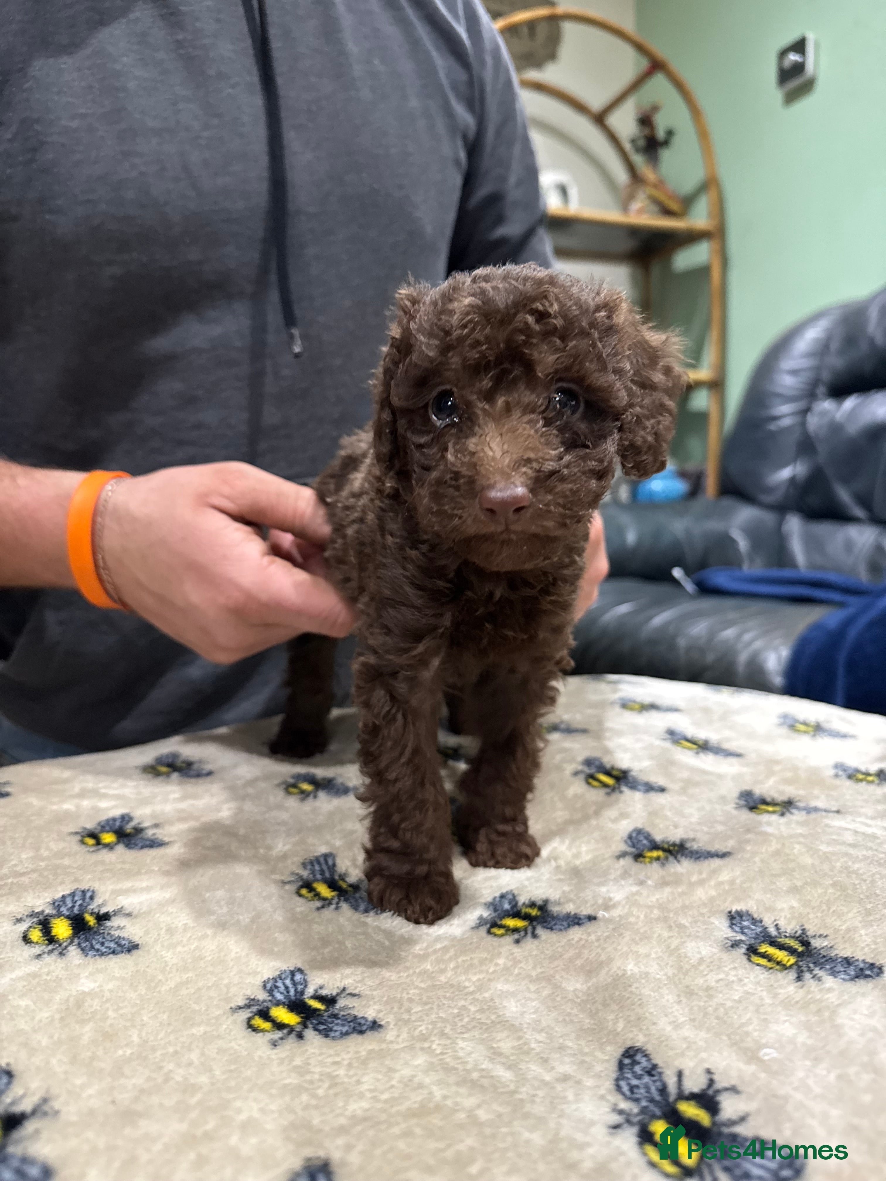 Toy Poodle dogs Chocolate female pure bred Non kc Toy poodle Puppy - Advert 10