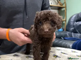 Toy Poodle dogs Chocolate female pure bred Non kc Toy poodle Puppy - Advert 10