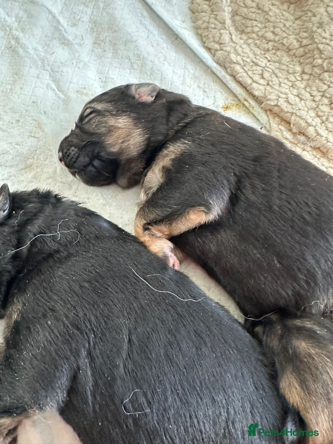 German Shepherd dogs for stud: PROVEN German shepherd for stud  in Bexhill-on-Sea - Advert 22