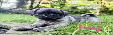 Pug 1