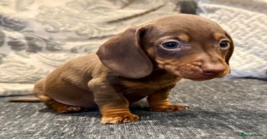 Miniature Dachshund dogs - Advert 6
