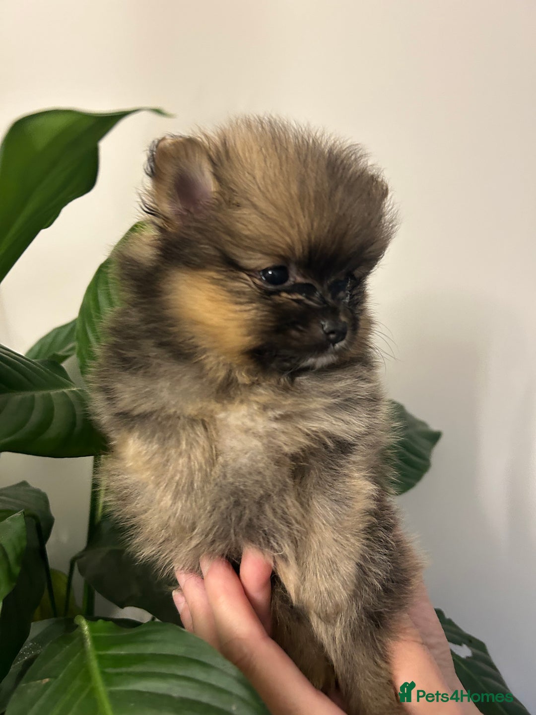 Pomeranian dogs for sale: Kc reg. Show quality 3 Pomeranian girls - Image 5