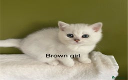 British Shorthair cats for sale: BSH Black Tipped GCCF Reg Kittens - Image 29