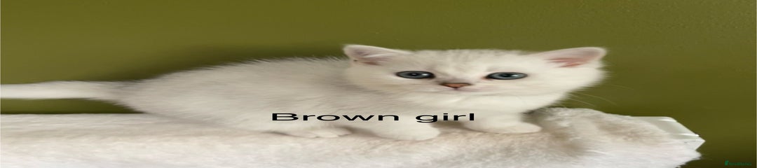 British Shorthair Kitten 7