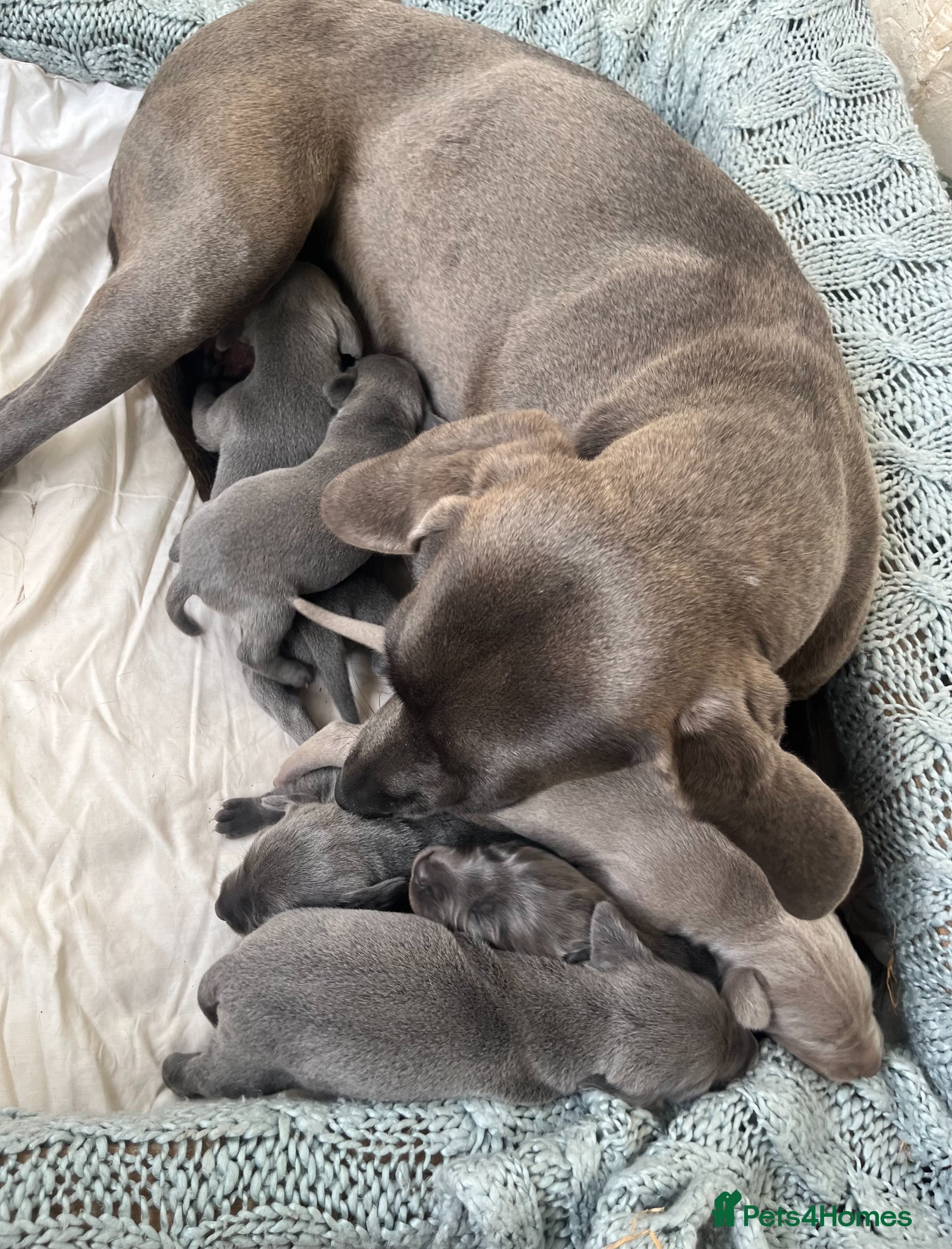 Weimaraner dogs BLUE and SILVER Purebred pups from KC reg Weims - Advert 1