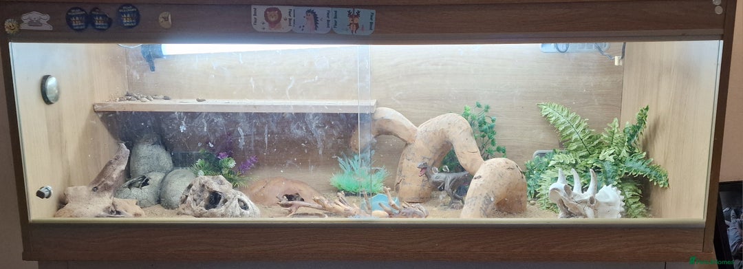 Leopard Gecko reptiles for sale: Female Leopard Gecko - Image 4