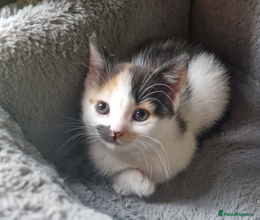 Mixed Breed cats for sale: Siberian cross ready to go!!! - Image 13