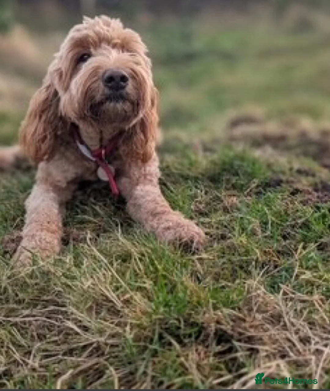 Goldendoodle dogs for sale: Goldendoodle puppy For sale - Advert 4