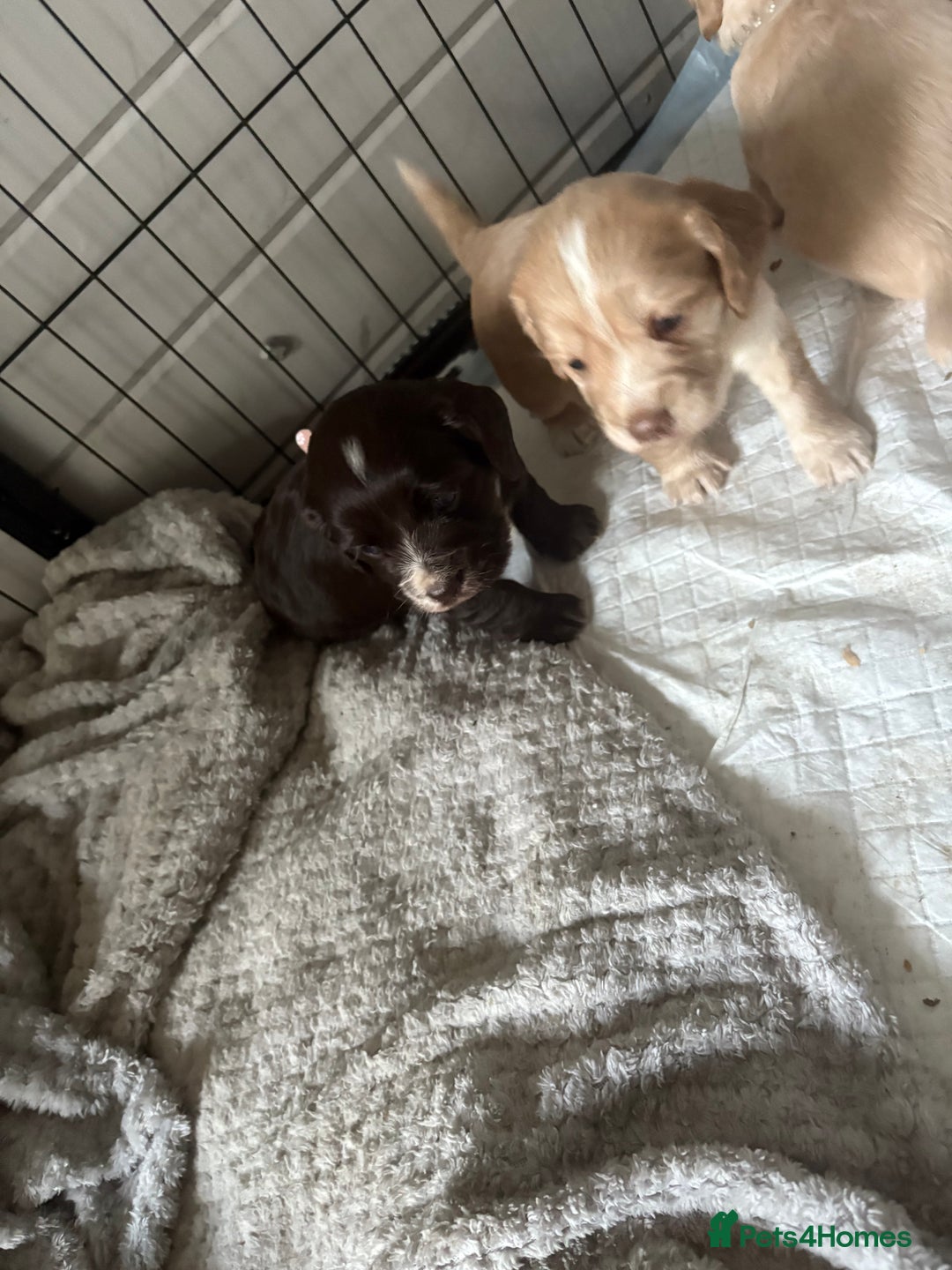 Cocker Spaniel dogs for sale: KC FTCH working cocker spaniel puppy’s  - Image 29