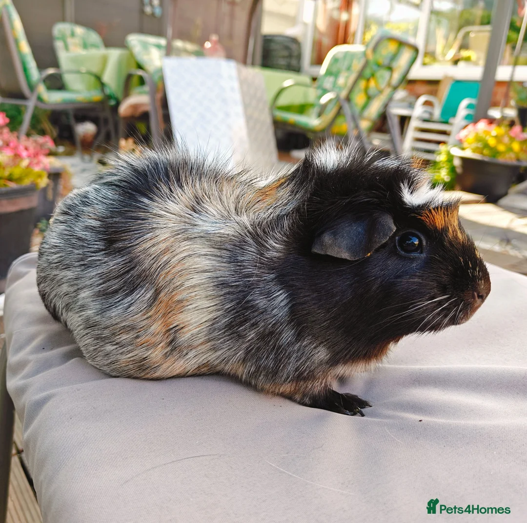 Guinea Pig rodents for sale: 2 female pair - Advert 2