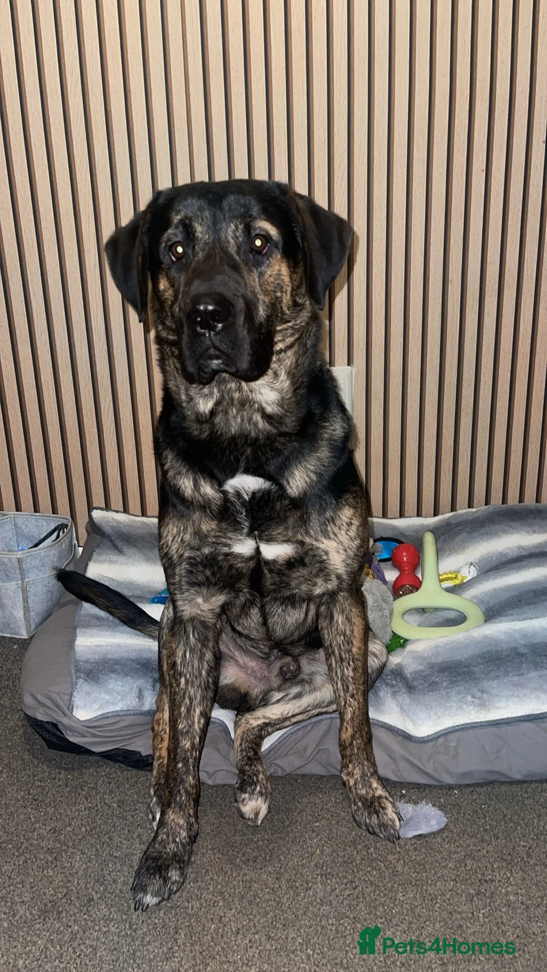 Labrador Retriever dogs for sale: Marley  in Duns - Advert 2