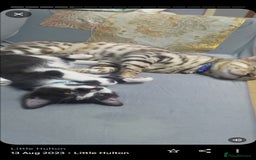 Bengal cats for sale: Bengal kittens very healthy male femal - Image 3