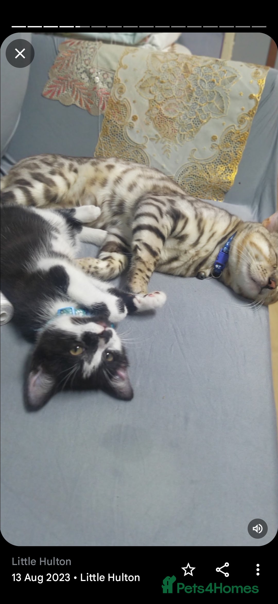 Bengal cats for sale: Bengal kittens very healthy male femal - Image 3
