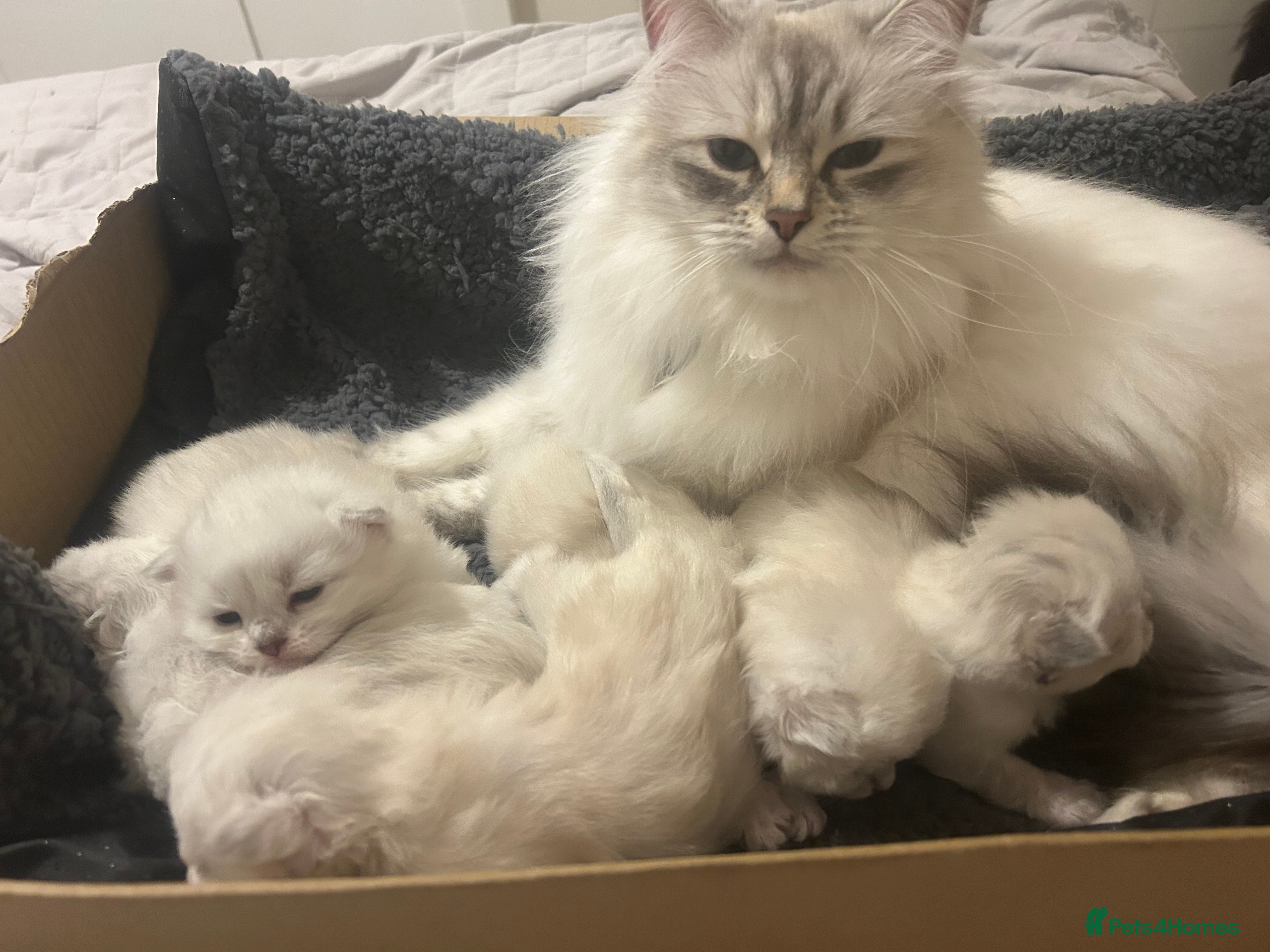 Siberian cats Home raised Neva Masquerade Kittens - Advert 1