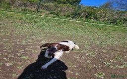 English Springer Spaniel dogs for sale: English springer spaniel for rehome  - Image 3