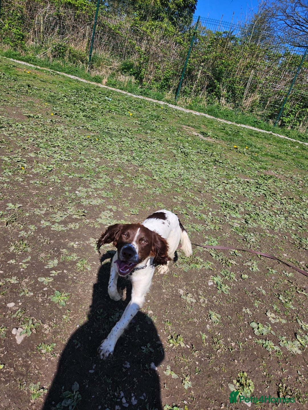 English Springer Spaniel dogs for sale: English springer spaniel for rehome  - Image 3
